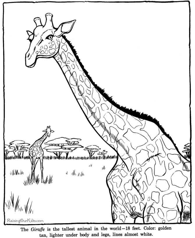 Kolorowanka Giraffes - Żyrafy w Afrykańskim Krajobrazie do Druku kolorowanka do druku